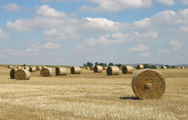 hay_near_avebury