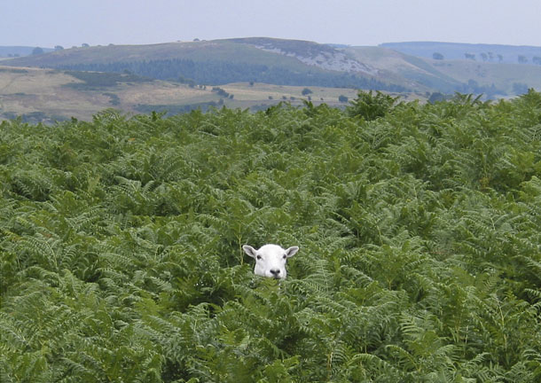 sheep_in_wales