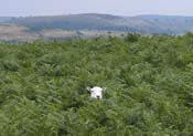 sheep_in_wales