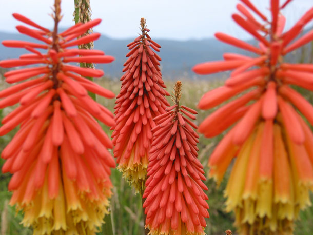 wildflowers_wilsons_prom